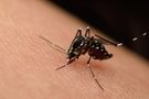 Jakie objawy daje zakażenie wirusem Zika?
