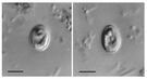 Pierwotniak Cryptosporidium muris