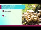 Czym różnią się od siebie grzyby halucynogenne? (WIDEO)