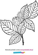 Kolorowanka Maliny