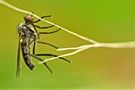 "Dobre" komary do walki z epidemią dengi