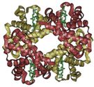 Model cząsteczki hemoglobiny