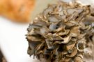 Surowe grzyby Maitake