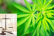 Lecznicza marihuana w końcu legalna w Polsce! Jedynie dwóch posłów głosowało przeciw