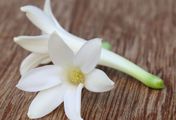 Tuberoza - najbardziej pożądany zapach roku