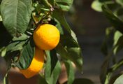 Produkty, które obniżą cisnienie krwi. Wprowadź je do diety już dzisiaj (WIDEO)