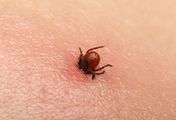 Neoerlichioza to mało znana choroba odkleszczowa. Sprawdź, kto jest na nią narażony