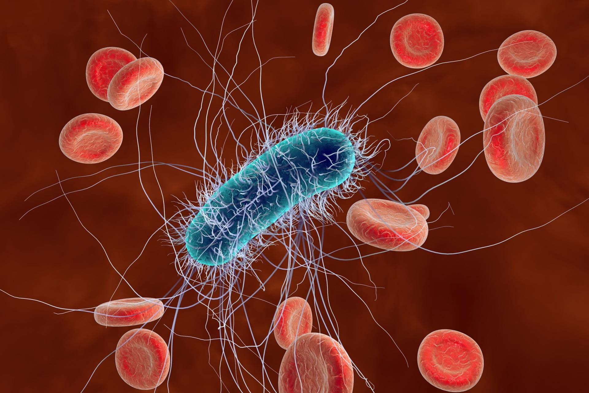 Bakteria Coli – charakterystyka, objawy zatrucia, leczenie | WP
