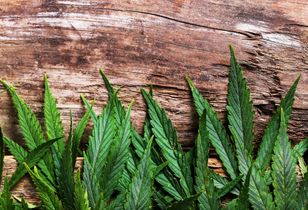 Medyczna marihuana – nauka, kontrowersje i historia