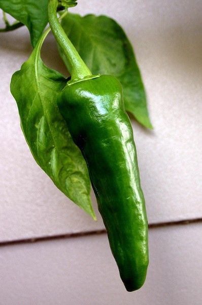 Zielona papryka