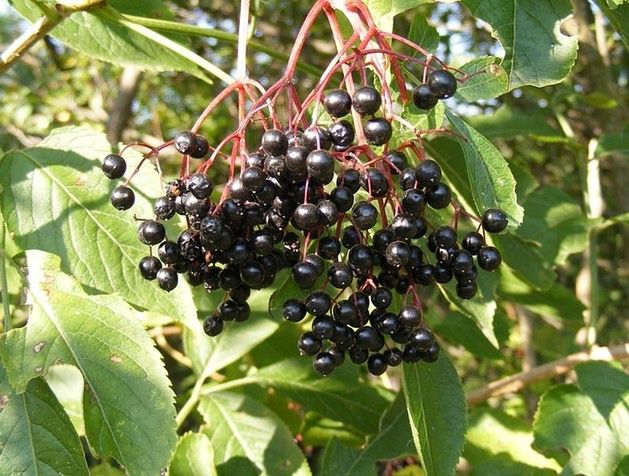 Czarny bez – co to za roślina?