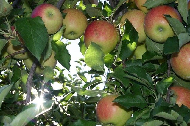 Koniec lata to nie koniec dobrego smaku