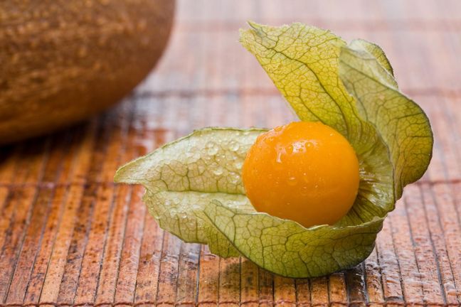 Physalis