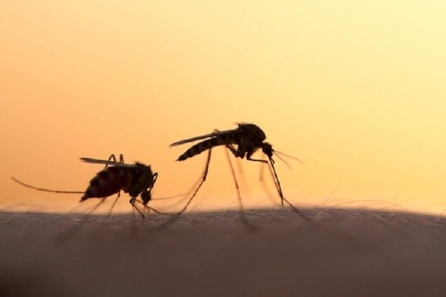Naukowcy obawiają się, że wirus Zika może być przenoszony nie tylko przez komary