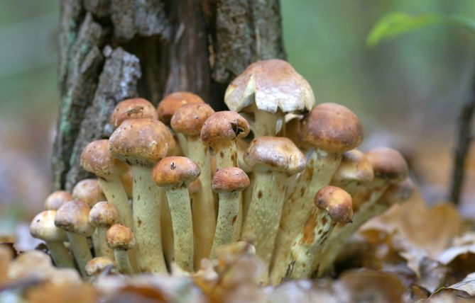 Zażywanie grzybków halucynogennych ma wiele negatywnych konsekwencji