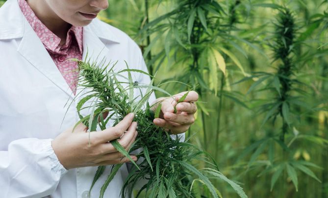 Medyczna marihuana do Polski będzie sprowadzana z Czech, Włoch i Holandii