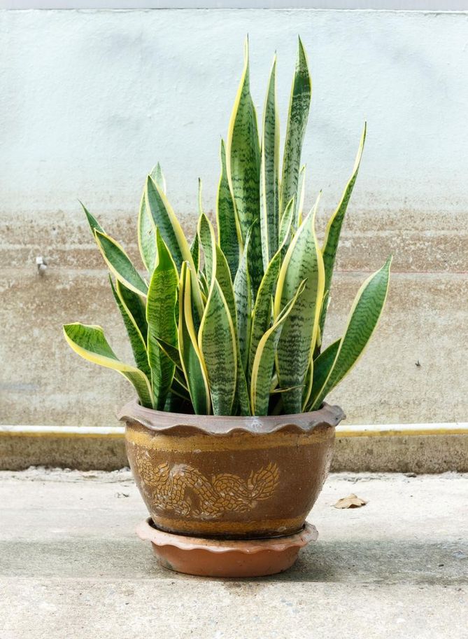 Rośliny z rodzaju Sansevieria posiadają grube, proste, płaskie lub cylindryczne liście