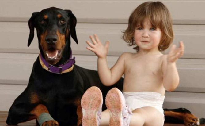 Doberman Khan i mała Charlotte
