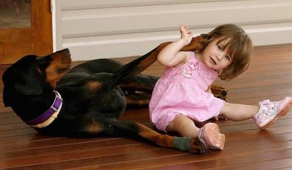 Doberman Khan i mała Charlotte