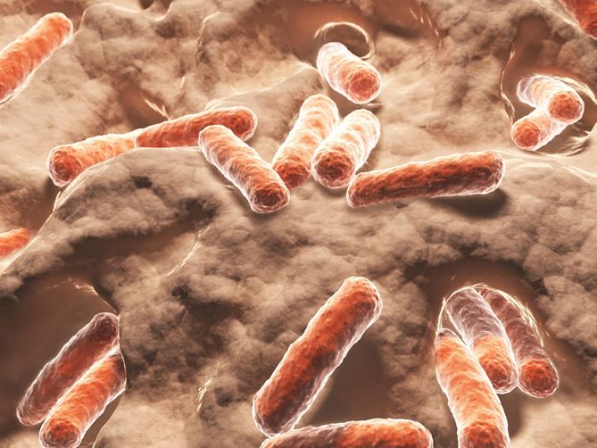 Helicobacter pylori to bakteria odpowiedzialna za wiele schorzeń żołądka i dwunastnicy