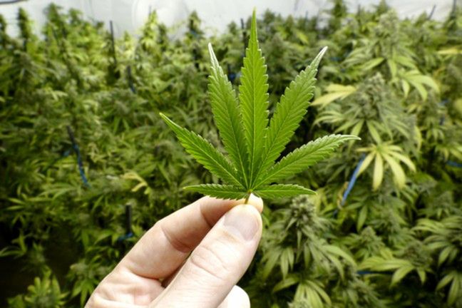 Marihuana jest popularna wśród młodzieży, ale może być też niebezpieczna