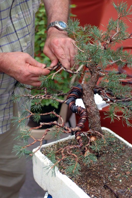 Sekrety Drzewka Bonsai Dla Pocz Tkuj Cych Ogrodnik W Uprawianie Go