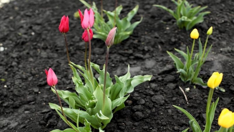 Nie spiesz się z sadzeniem tulipanów do gruntu Pamiętaj o jednej rzeczy