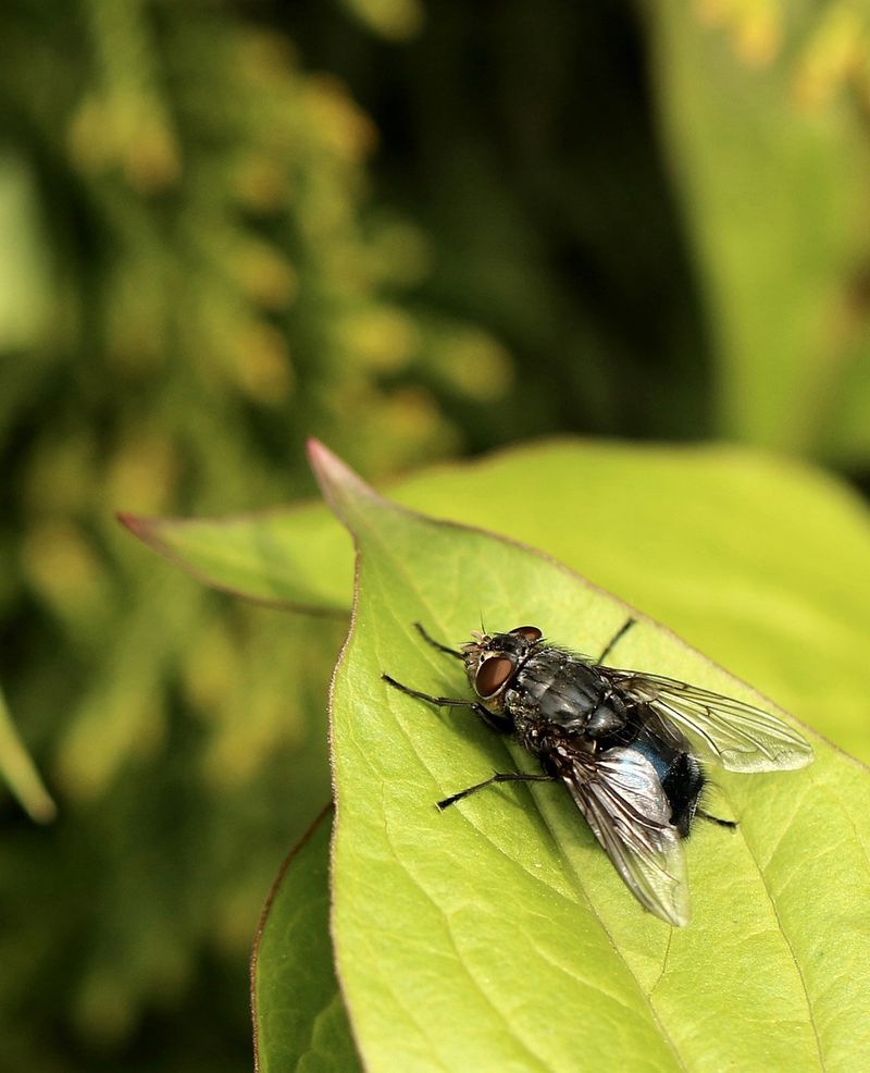 Połącz 1 przyprawę z wodą a muchy nie zbliżą się do twojego domu ani