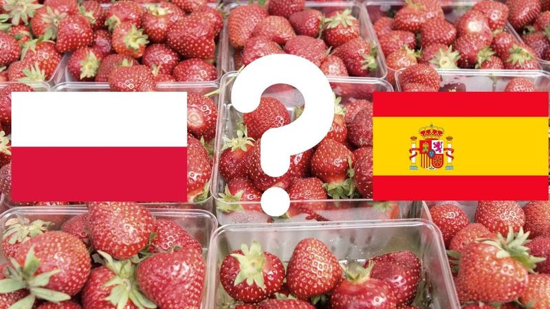 Jak rozpoznać polskie truskawki Nie daj się oszukać producentom