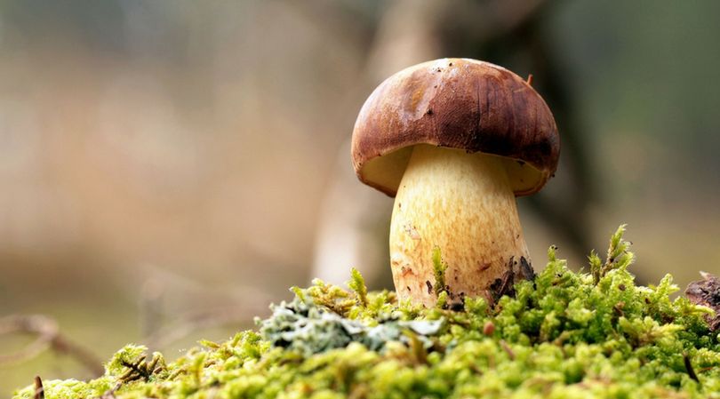 Spożywanie grzybów zmniejszy zagrożenie ze strony chorób cywilizacyjnych. Wszystko dzięki kwasom CLA i beta-glukanowi
