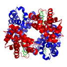 Cząsteczka hemoglobiny