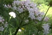 Zioła ułatwiające zasypianie (WIDEO)