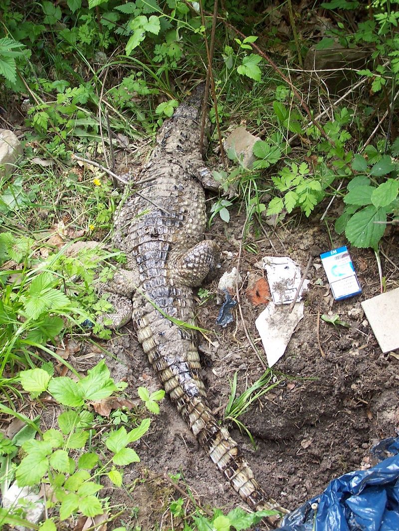 Krokodyl znaleziony w leśnictwie Bąkowo