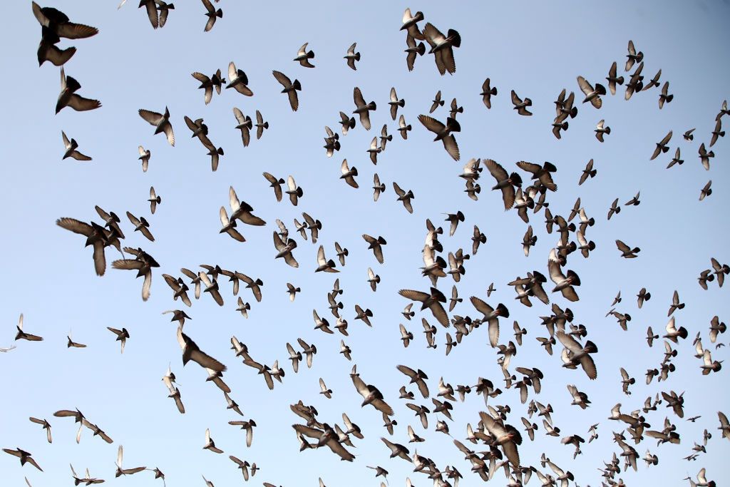 Tysiące martwych gołębi spadało z nieba. Hodowcy boją się powtórki z katastrofy