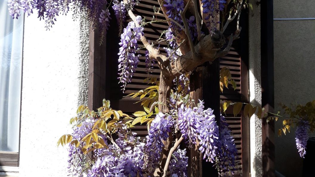 Lila Akác Apartman Tiszafüred (1)