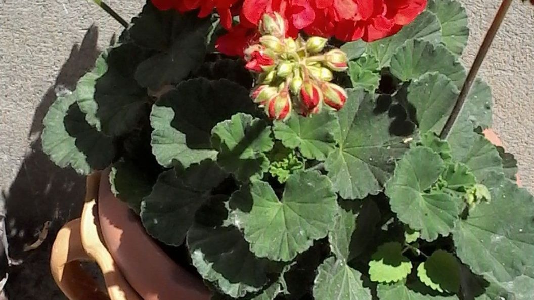 Délibáb Apartman Abádszalók (1)