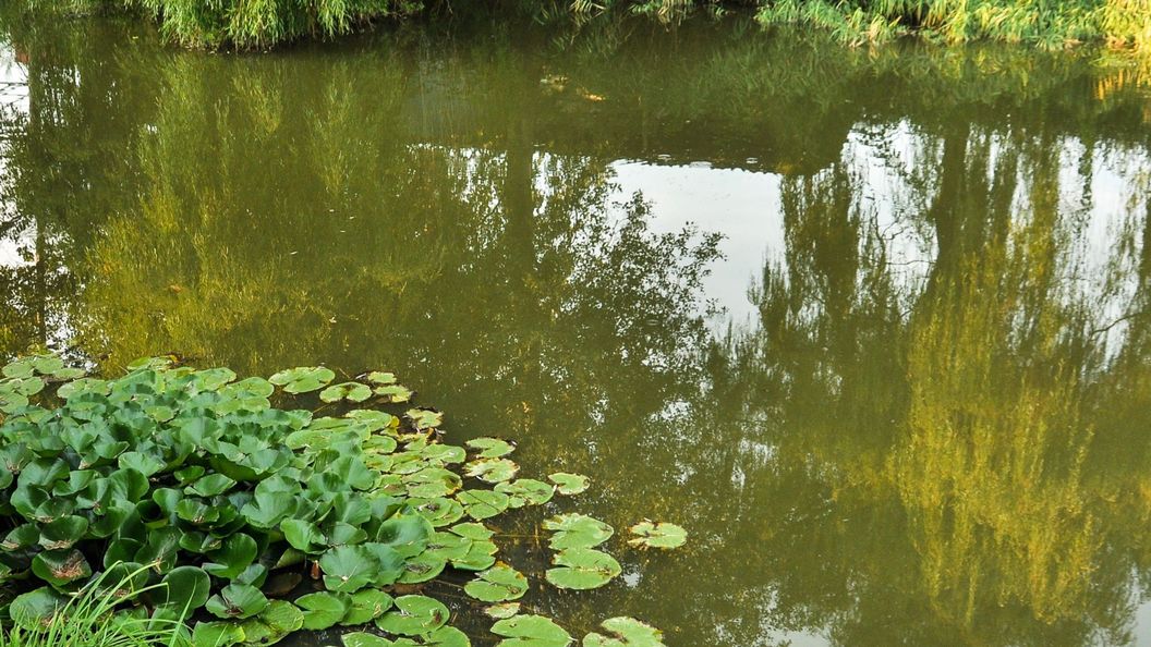 Gyömbér Tanya Ásotthalom (1)