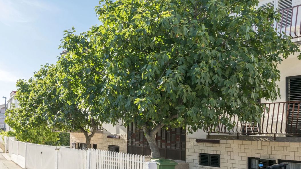 Apartments Matejka I Primosten (1)