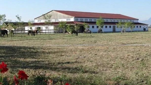 Pensiunea Lipicai Chichiș (1)