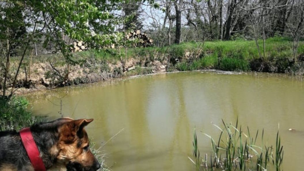 Oliva Verde Apartman Bárdudvarnok (1)