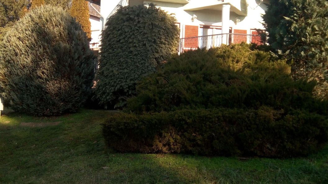 Zöld Oázis Vendégház Igal (1)