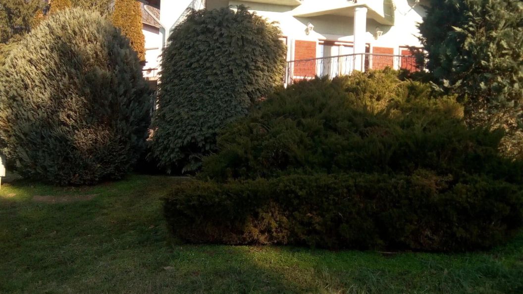 Zöld Oázis Vendégház Igal (1)