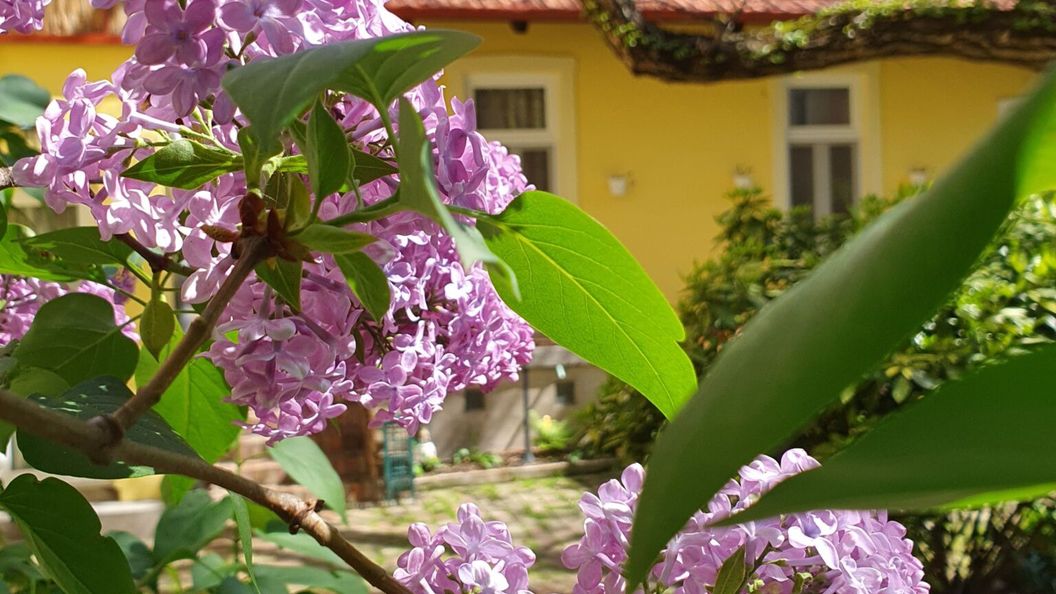 SzennA Vendégház Szeged (1)