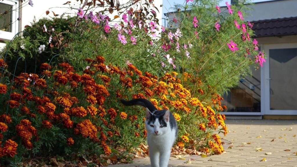 Apartament nad Gąską - Ranczo Tomaszówka (1)