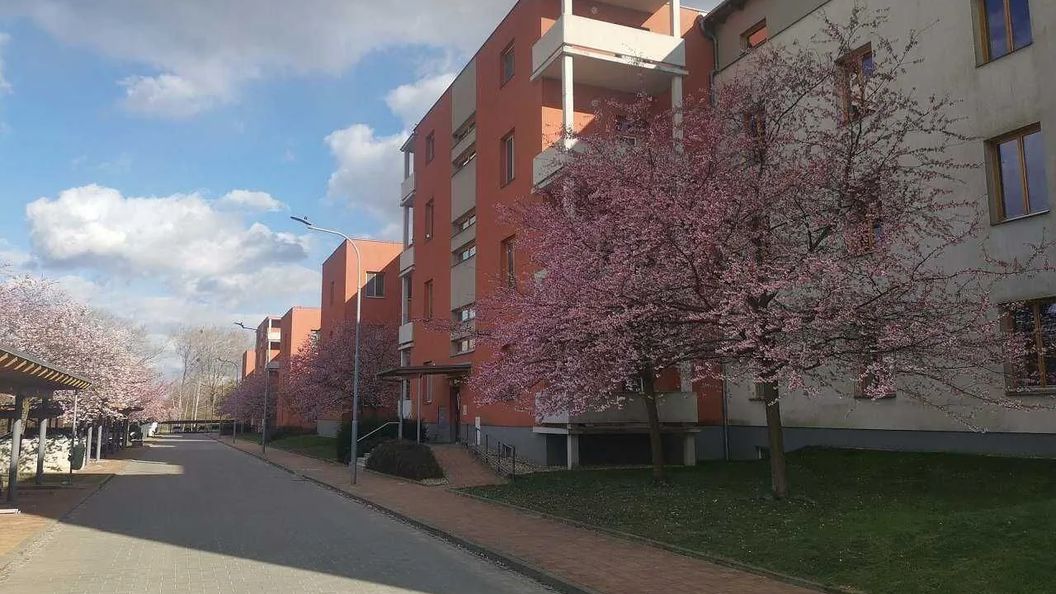 Palavská alej Mikulov (1)