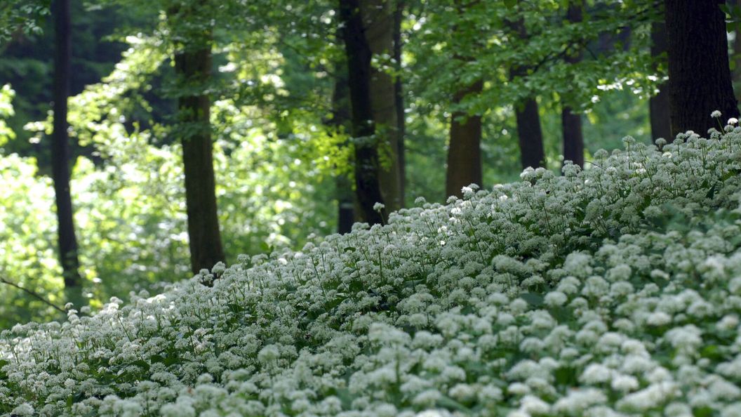 Naplemente Vendégház Orfű (1)