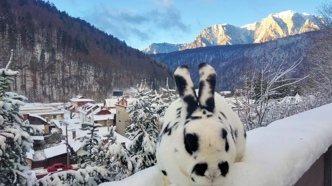 Casa de oaspeți Doi Iepuri Azuga (1)