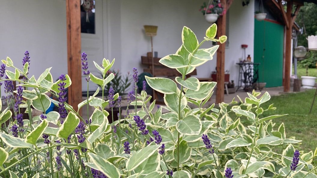 Kert Vendégház Érsekvadkert (1)