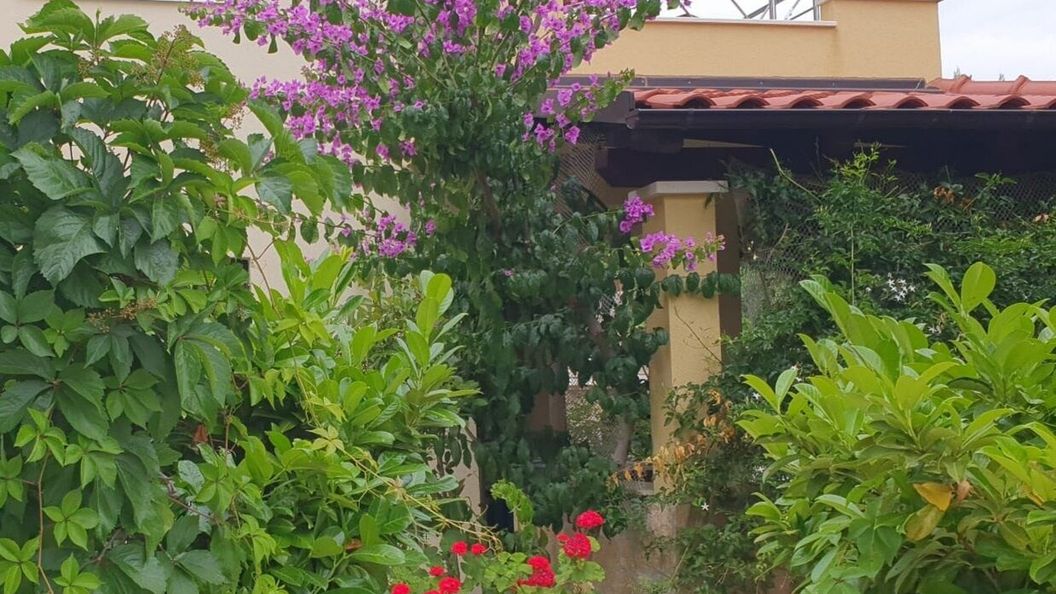 Apartman Sara Uvala Osibova Milna (1)