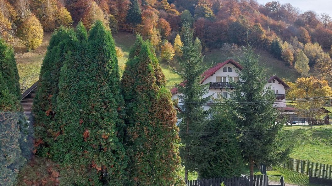 The Black Cat Bran (1)